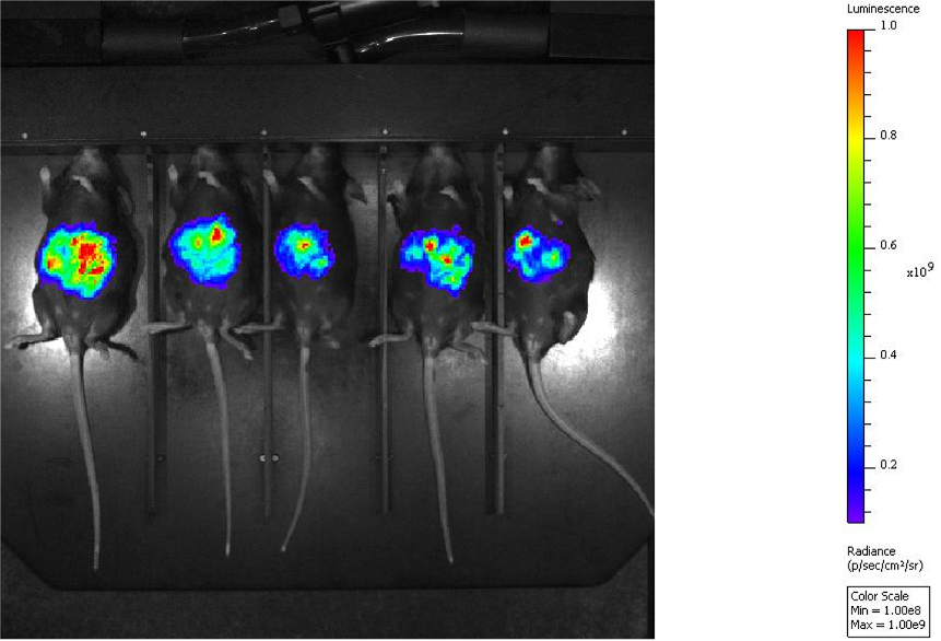 Fusion Protein vs PD-L1 Therapy - Figure 2